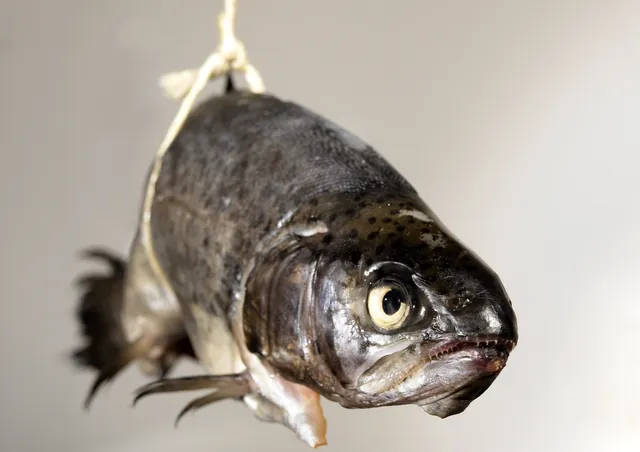 Fish