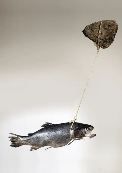 Fish, still 1 of 2