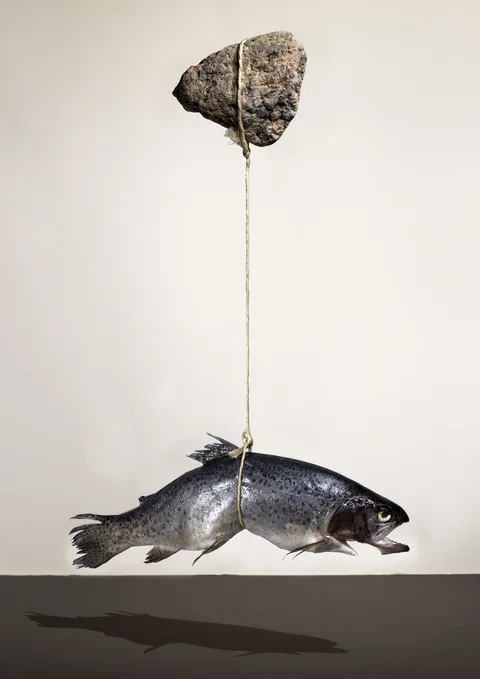 Fish, still 2 of 2
